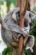 Koala (Phascolarctos cinereus) mother and joey aged seven months, resting in a tree, Queensland, Australia, captive.