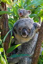 Koala (Phascolarctos cinereus) mother and joey aged sixth months, Queensland, Australia, captive.