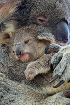 Koala (Phascolarctos cinereus) mother with joey aged eight months, Queensland, Australia, captive.