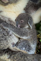 Koala (Phascolarctos cinereus) joey aged eight months holding on to mother, Queensland, Australia, Captive.
