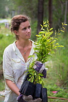 University student holding trees to be planted for the Australian Koala Foundation's habitat restoration program, Quinlans Property, Queensland, Australia.