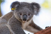 Koala (Phascolarctos cinereus) juvenile orphaned as baby and now awaiting release, Koala Hospital, Port Macquerie, Australia, captive.