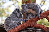 Koala (Phascolarctos cinereus) juveniles orphaned as babies and now awaiting release, sitting on branch, Koala Hospital, Port Macquerie, Australia, captive.