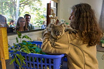 Volunteer with Josie, an orphaned koala (Phascolarctos cinereus) joey aged eleven months, Koala Hospital, Port Macquerie, Australia, captive.