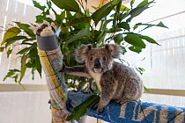 Koala (Phascolarctos cinereus), orphaned joey named Neil, age 11 months, on play tree in home of foster volunteer, Port Macquerie, Australia, captive.