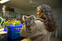 Volunteer holding Josie, an orphaned Koala (Phascolarctos cinereus) aged eleven months, Koala Hospital, Port Macquarie, Australia, Captive.