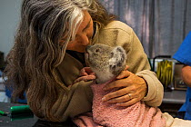 Volunteer holding Josie, an orphaned Koala (Phascolarctos cinereus) aged eleven months, Koala Hospital, Port Macquerie, Australia, Captive.