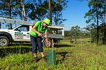 Volunteer, planting koala food trees as part of habitat restoration program, Port Macquerie, Australia.