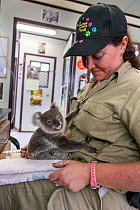 Animal Care Staff holding orphaned Koala (Phascolarctos cinereus) aged ten months, Lone Pine Koala Sanctuary, Australia, captive.