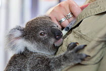 Koala (Phascolarctos cinereus) orphaned joey aged ten months, hand feeding from syringe. Lone Pine Koala Sanctuary, Australia, captive.