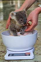 Koala (Phascolarctos cinereus) Joey aged eight months, sick with urinary tract infection, on scales, Dreamland, Queensland, Australia, captive.