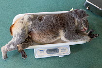 Koala (Phascolarctos cinereus), male sick with chlamydia on scale while under anaesthetic. Currumbin Wildlife Hospital, Queensland, Australia, captive.