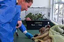 Vet with koala (Phascolarctos cinereus) male sick with chlamydia, Currumbin, Wildlife Hospital, Queensland, Australia, captive.