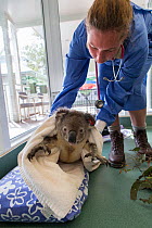 Vet with koala (Phascolarctos cinereus) male sick with chlamydia, Currumbin Wildlife Hospital, Queensland, Australia, captive.