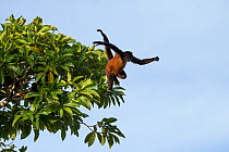 Black-handed spider monkey (Ateles geoffroyi) leaping from tree, Osa Peninsula, Costa Rica