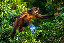 Black-handed spider monkey (Ateles geoffroyi) mother and baby, Osa Peninsula, Costa Rica.