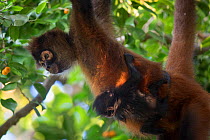 Black-handed spider monkey (Ateles geoffroyi), Mother and baby, Osa Peninsula, Costa Rica. Digitally removed highlight in background.