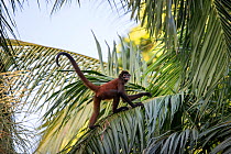 Black-handed spider monkey (Ateles geoffroyi), Osa Peninsula, Costa Rica.