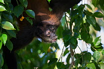 Black-handed spider monkey (Ateles geoffroyi), Osa Peninsula, Costa Rica