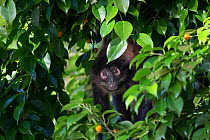 Black-handed spider monkey (Ateles geoffroyi), Osa Peninsula, Costa Rica.