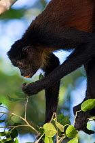 Black-handed spider monkey (Ateles geoffroyi) feeding on fruit, Osa Peninsula, Costa Rica.