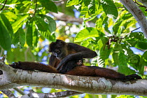 Black-handed spider monkey (Ateles geoffroyi) mother grooming baby, Osa Peninsula, Costa Rica.