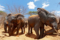 African elephant (Loxodonta africana) herd dust bathing, Tsavo East National Park, Kenya. October.