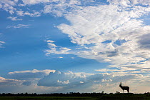Single Male waterbuck (Kobus ellipsiprymnus) in distance silhouetted against big sky and  clouds, Masai-Mara Game Reserve, Kenya. October.