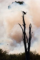 Long-crested eagle (Lophaetus occipitalis) looking for a prey on the edge of a bushfire, Masai-Mara Game Reserve, Kenya. September.