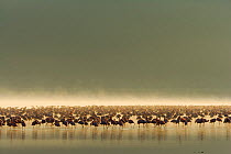 Lesser flamingo (Phoeniconaias minor) flock in the mist, Lake Nakuru, Kenya. March.