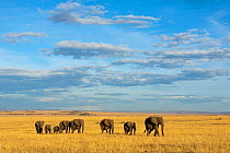 African elephant (Loxodonta africana) herd walking in the plains during the dry season, Masai-Mara Game Reserve, Kenya. October.