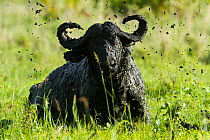 Male African buffalo (Syncerus caffer) having a mud bath, flinging mud, Meru National Park, Kenya. May.