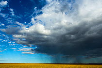 Storm clouds moving across the plains, Masai-Mara Game Reserve, Kenya. August 2013.