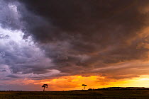 Trees silhouetted against sunset and clouds, Masai-Mara Game Reserve, Kenya. April 2013.