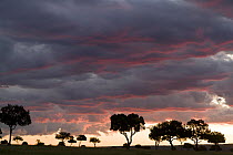 Trees silhouetted against sunset and clouds, Masai-Mara Game Reserve, Kenya. March 2010.