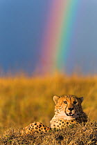 Cheetah (Acinonyx jubatus) resting with rainbow behind it, Masai-Mara Game Reserve, Kenya. September.