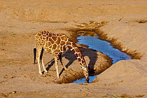 Reticulated giraffe (Giraffa camelopardalis reticulata) drinking from a puddle in a dry riverbed, Samburu Game Reserve, Kenya. February.