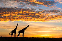Masai giraffes (Giraffa camelopardalis tippelskirchi), at sunrise, Masai-Mara Game Reserve, Kenya. March.
