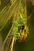 Village weaver bird (Ploceus cucullatus) male building a nest after the rains, Masai-Mara Game Reserve, Kenya. February.