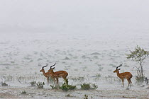 Male impalas (Aepyceros melampus) standing in heavy rain, Masai-Mara Game Reserve, Kenya. February.