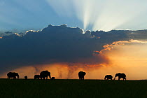 African elephant (Loxodonta africana) herd at sunset, Masai-Mara Game Reserve, Kenya. January.