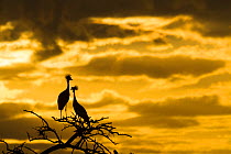 Crowned crane (Balearica regulorum gibbericeps) pair at sunrise, Masai-Mara Game Reserve, Kenya. June.