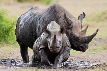 Black rhinoceros (Diceros bicornis) female and young in the mud, Masai-Mara Game Reserve, Kenya. February.