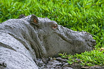 Hippopotamus (Hippopotamus amphibius) male covered in mud, Masai-Mara Game Reserve, Kenya. March.
