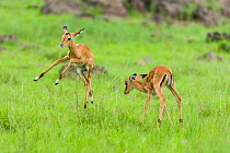 Young impalas (Aepyceros melampus) playing after rain, Masai-Mara Game Reserve, Kenya. January.