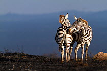 Grant's zebra (Equus burchelli granti) mutual grooming after a bush fire, Masai-Mara Game Reserve, Kenya. October.