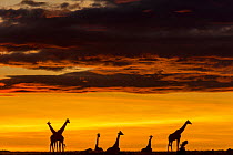 Masai giraffe (Giraffa camelopardalis tippelskirchi) herd at sunrise, Masai-Mara Game Reserve, Kenya. November.
