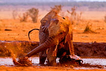 African elephant (Loxodonta africana) having a mud bath at a water hole, Tsavo East National Park, Kenya. August.