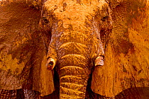 African elephant (Loxodonta africana) male covered with mud at a water hole, Tsavo East National Park, Kenya. August.