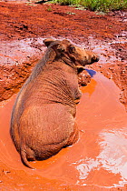 Warthog (Phaecochoerus aethiopicus) male lying in a muddy puddle, Nairobi National Park, Kenya. April.